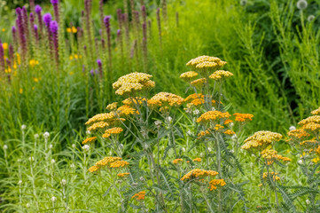 Wall Mural - Garten-Schafgarbe in gelb - Fernleaf Yarrow in garden