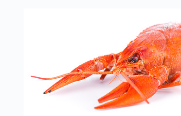 Crayfish on white background