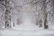 Snowy Fairytale Winter Time With Alley Of Trees, Czech Republic