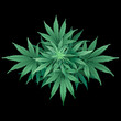 Cannabis or Marijuana.
Hand drawn vector illustration of the plant in top view on black background.
