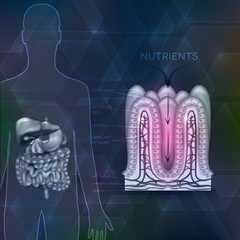 Wall Mural - Intestinal lining anatomy, absorption of nutrients, human silhouette with digestive organs.