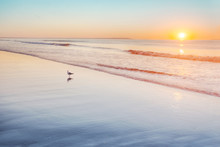 Gull Standing On Wet Sand At Sunrise On Maine Beach