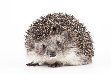 hedgehog isolated
