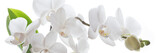 Fototapeta Panele - Weiße Orchidee isoliert - Banner