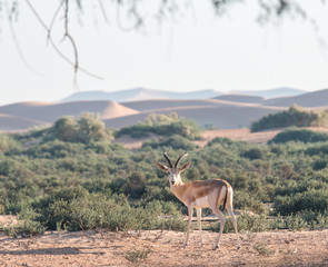 sand gazelle (gazella leptoceros) in the desert of dubai, uae.