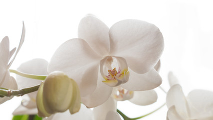  Weiße Orchidee isoliert