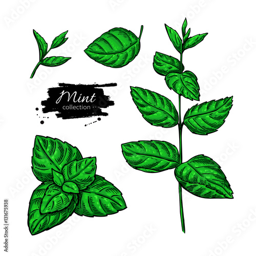 Mint vector drawing set. Isolated plant and leaves. Herbal hand Stock ...