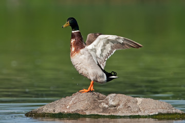 Wall Mural - wild duck, anas platyrhynchos, mallard, Czech republic