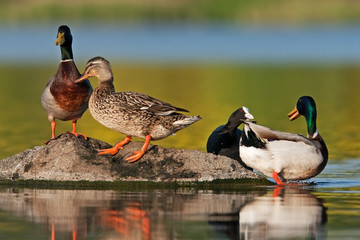 Wall Mural - wild duck, anas platyrhynchos, mallard, Czech republic