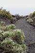 Euphorbia in Vulkanlandschaft La Palma