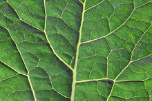 Broccoli Leaf Vein Background #2