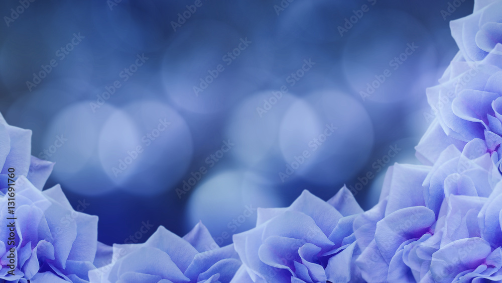 blue roses flowers on blurred blue background. floral background. blue ...