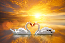 Beautiful White Swan In Heart Shape On Lake Sunset .Love Bird Concept