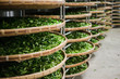 Asia culture concept image - view of fresh organic tea bud & leaves on bamboo basket in Taiwan, the process of tea making