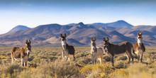 Wild Burros In Nevada Landscape