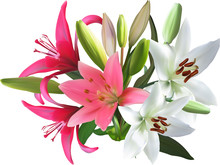 Pink And White Isolated Bunch Of Lily Flowers