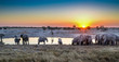 Elephant herd sunset waterhole