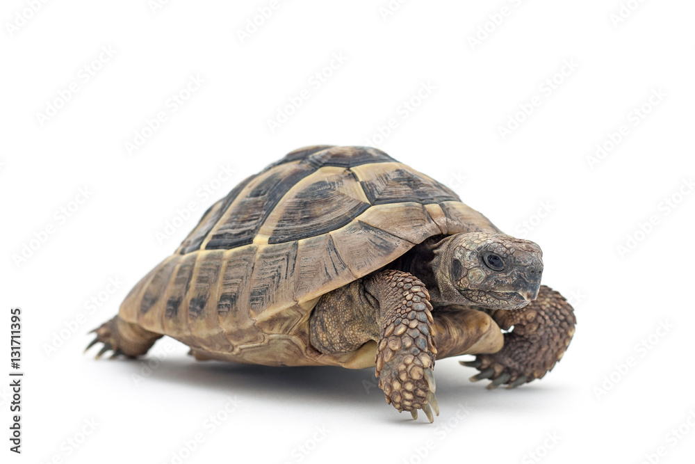 Isolated image of a turtle - obrazy, fototapety, plakaty 
