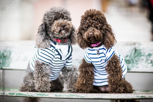Fotografía Couple de caniche en marinière