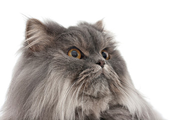 Isolated image of a persian cat