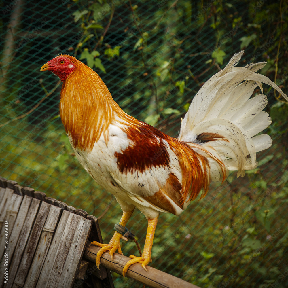 the fighting cock-philippines Stock Photo | Adobe Stock