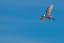 Great Egret Flying In Beautiful Blue Sky, Flying Bird In Blue Sky