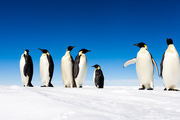 Wall Mural - Group of cute Emperor penguins on ice