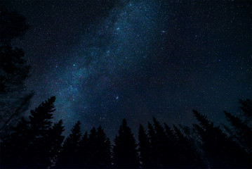 Wall Mural - milky way and tree tops in starry night sky landscape