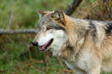  Head and shoulders portrait of a wolf