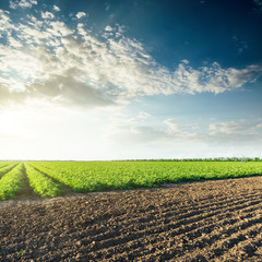 Canvas Print - sunset in clouds over agricultural fields with green tomatoes bu