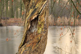 Fototapeta  - Pęknięty stary pień drzewa w parku nad stawem.