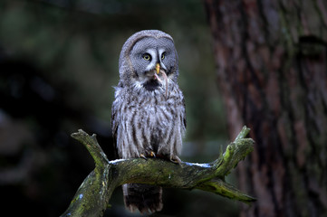 Poster - Great grey owl eating prey