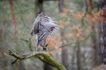 Poster - Landing great grey owl
