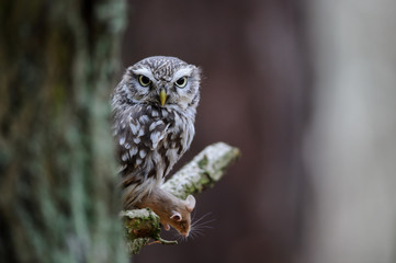 Poster - Little owl with hunted mouse next to tree trunk