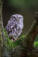 Poster - Little owl on tree branch