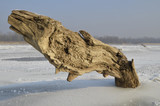 Fototapeta  - Pień drzewa wystający z zamarzniętej rzeki