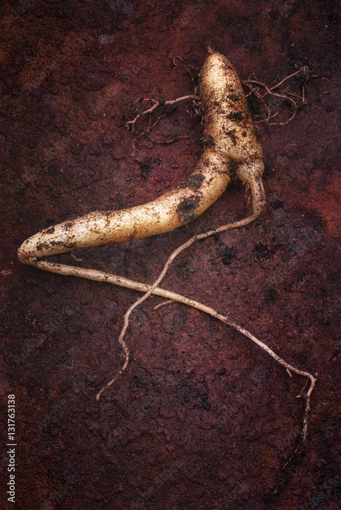 Mandrake Mandragora Officinarum Foto de archivo - Imagen de anaranjado