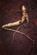 The true Mandrake root (Mandragora officinarum), In this plant a