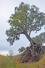 Old Tree With Exposed Tangled Roots On An Eroded Dry River Gully In Farmland, New South Wales, Australia. 