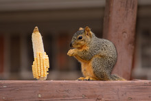 Fox Squirrel Standing On Fence Eating Kernel Of Corn From A Corn Cob.