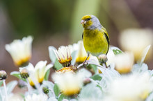 Male Cape Canary Perched On White Daisy Flowers