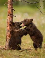 Wall Mural - Two brown bear cubs play-fighting, Finland
