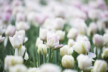 Blurred Background With White Tulips