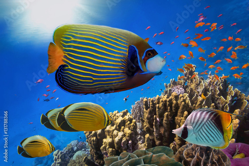 Láminas Coral Reef and Tropical Fish in Sunlight