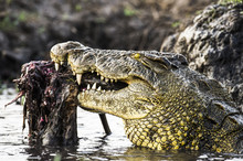Large Nile Crocodile Feeding On The Remains Of A Red Lechwe