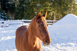 Fototapeta Konie - Portrait of a handsome stallion horse in winter outdoors
