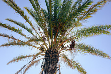 Beautiful palm tree in the blue sunny sky background