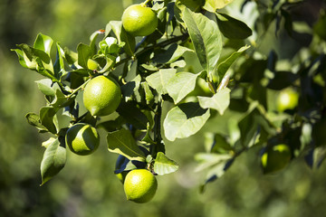 Wall Mural - Ripening fruits lemon tree close up shot