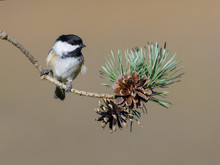 Black-Capped Chickadee  Perched On Pine Tree Branch With Cones