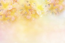 Beautiful Yellow Flower Soft Background In Pastel Tone For Valentine Or Wedding With Copy Space